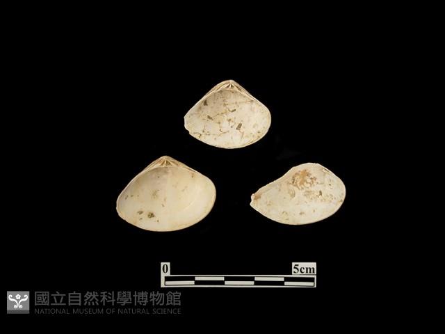 貝殼藏品圖，第2張