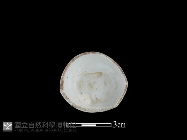 瓷杯藏品圖，第2張