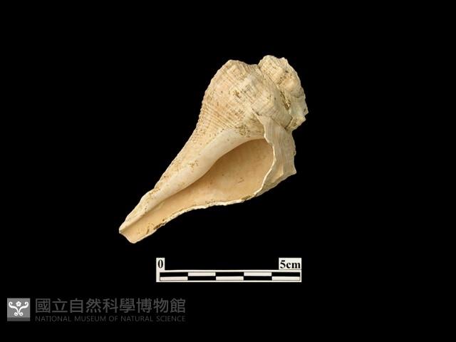 貝殼藏品圖，第1張