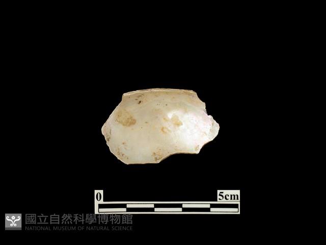 貝殼藏品圖，第2張