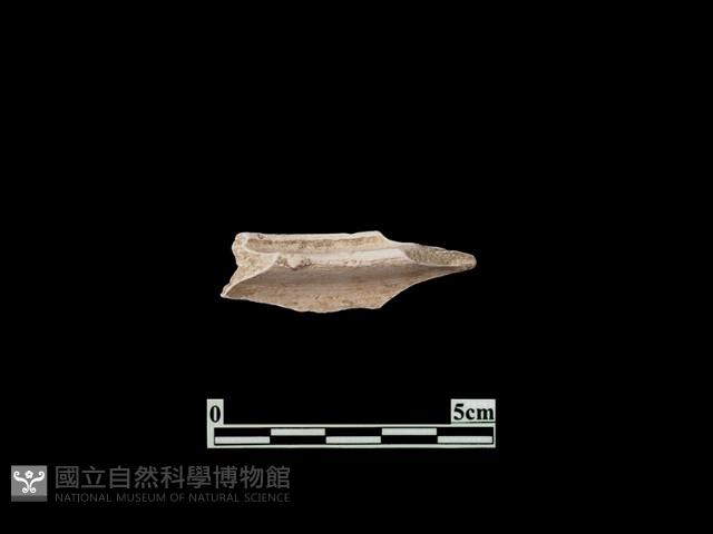 陶片藏品圖，第2張