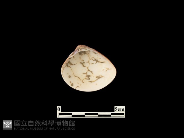 貝殼藏品圖，第2張