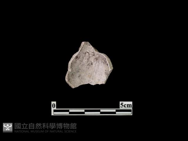 陶塑藏品圖，第2張