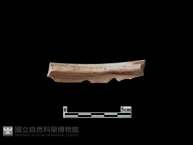 陶片藏品圖，第2張