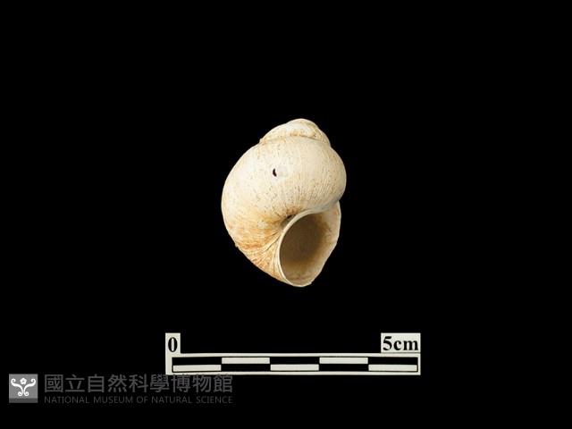 貝殼藏品圖，第2張