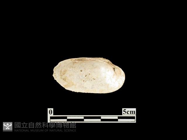 貝殼藏品圖，第2張