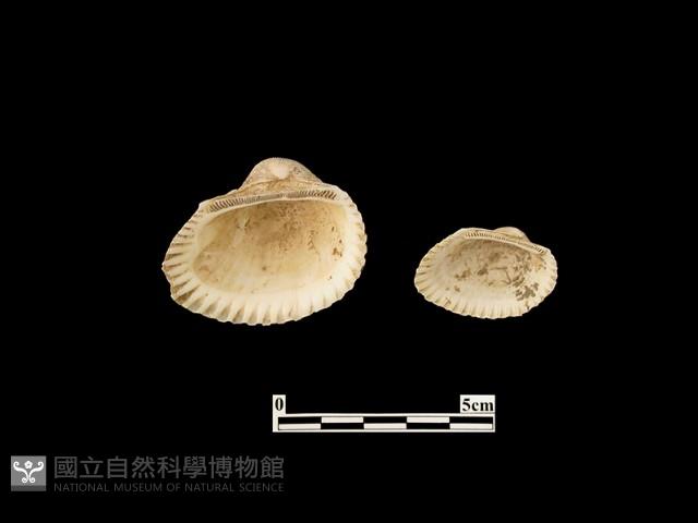 貝殼藏品圖，第2張