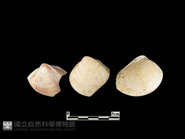 貝殼藏品圖，第2張