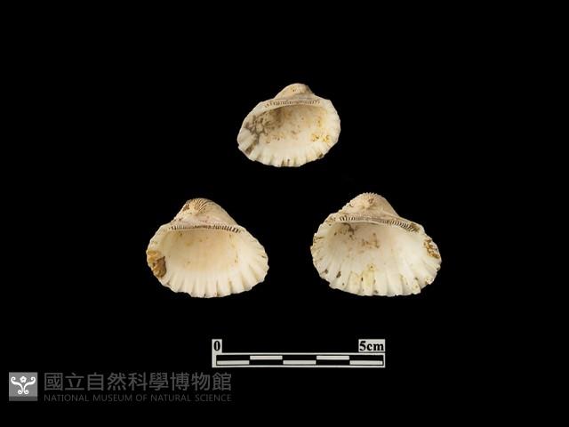 貝殼藏品圖，第1張