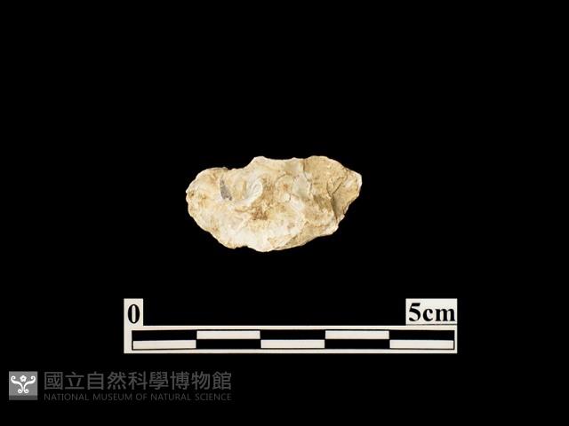 貝殼藏品圖，第1張