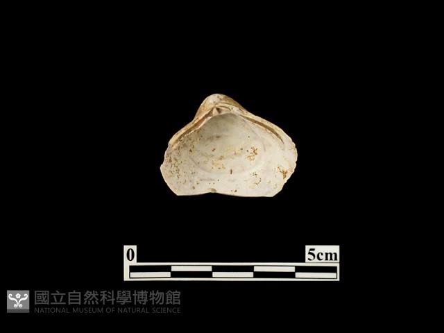 貝殼藏品圖，第1張