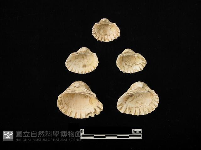 貝殼藏品圖，第1張