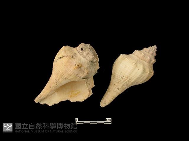 貝殼藏品圖，第2張