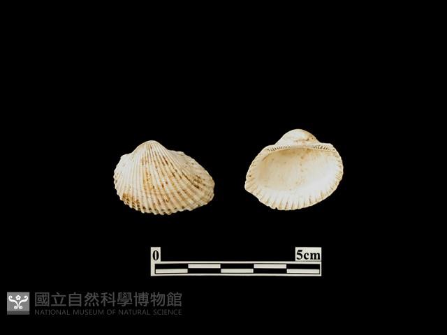 貝殼藏品圖，第1張