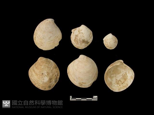 貝殼藏品圖，第1張