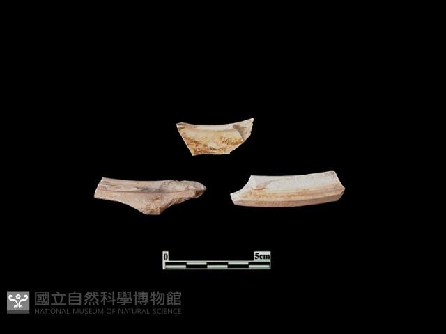 陶片藏品圖，第1張