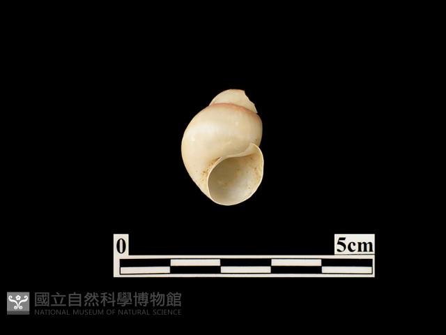 貝殼藏品圖，第1張