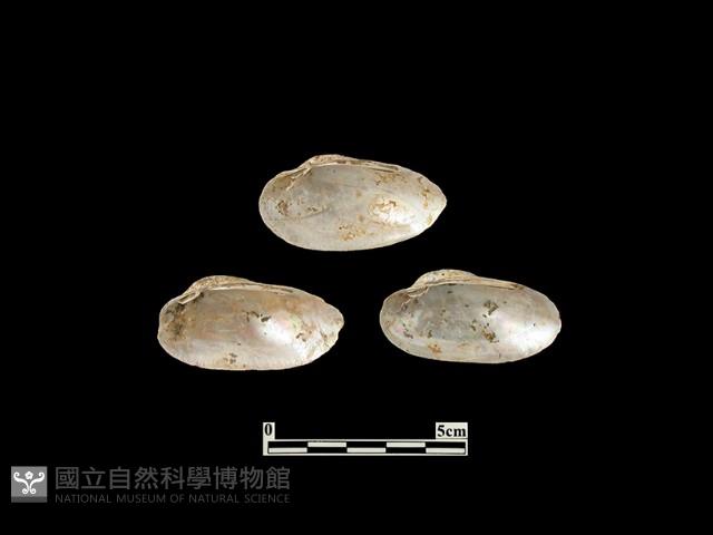 貝殼藏品圖，第1張