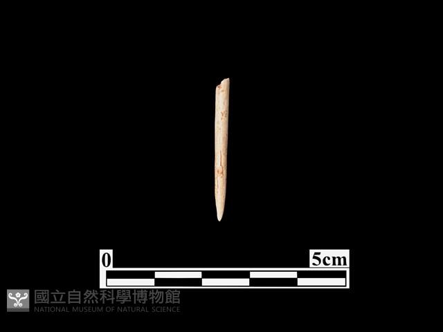 骨針藏品圖，第1張