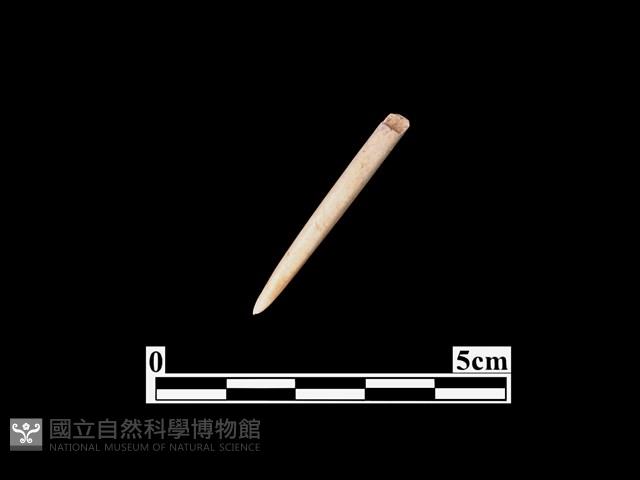 骨針藏品圖，第1張