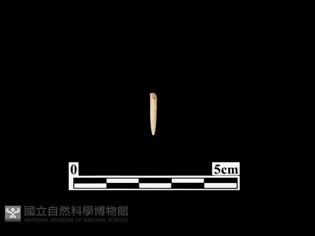 骨針藏品圖，第1張