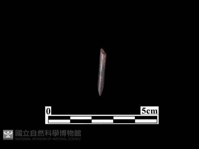 骨針藏品圖，第1張