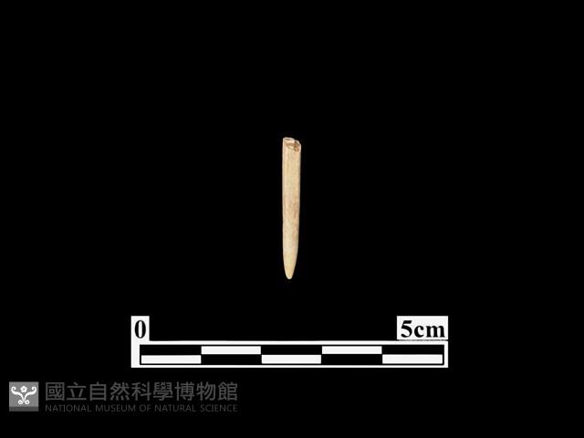 骨針藏品圖，第1張