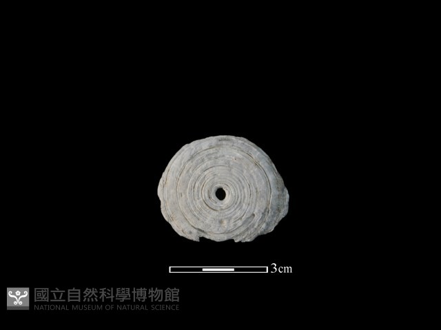 螺蓋藏品圖，第1張