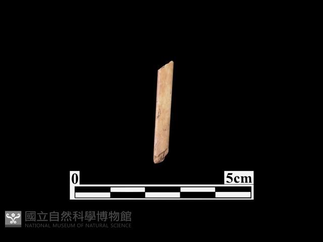 骨器藏品圖，第1張