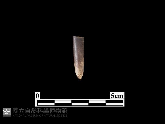 骨器藏品圖，第1張