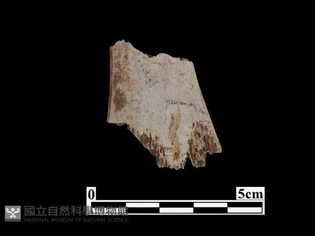 骨器藏品圖，第1張