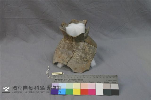 陶罐藏品圖，第1張