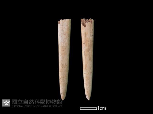 骨簪藏品圖，第1張