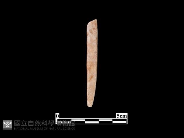 骨器藏品圖，第1張