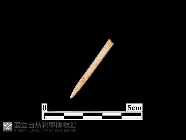 骨針藏品圖，第1張