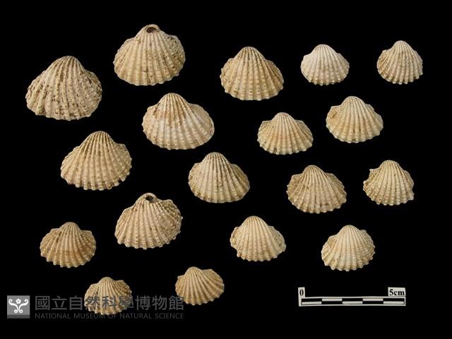貝殼藏品圖，第1張