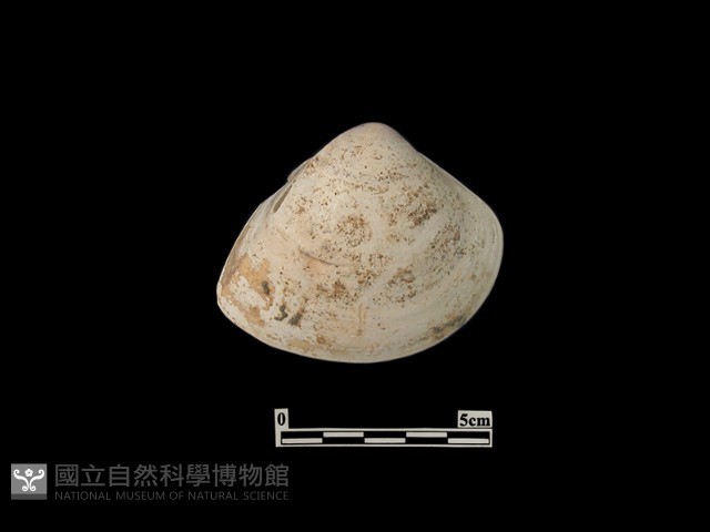貝殼藏品圖，第1張