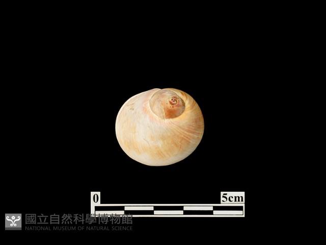 貝殼藏品圖，第2張