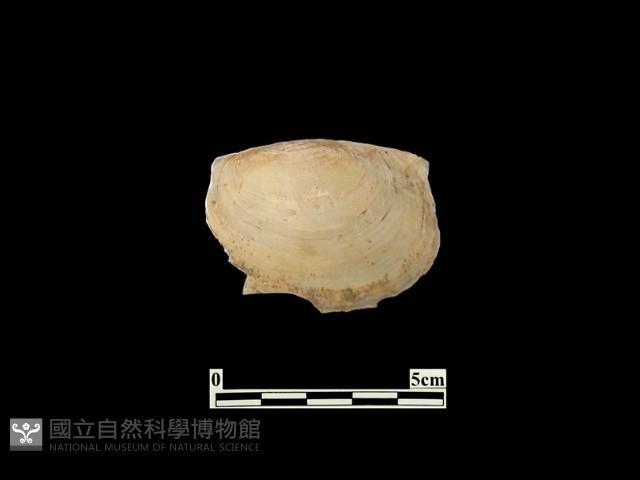 貝殼藏品圖，第1張