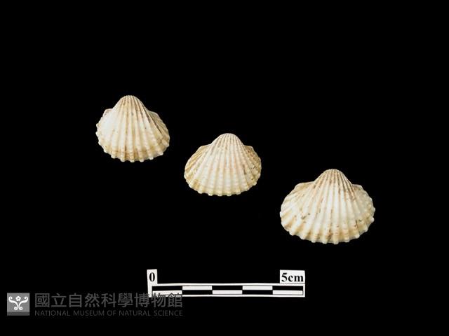 貝殼藏品圖，第1張