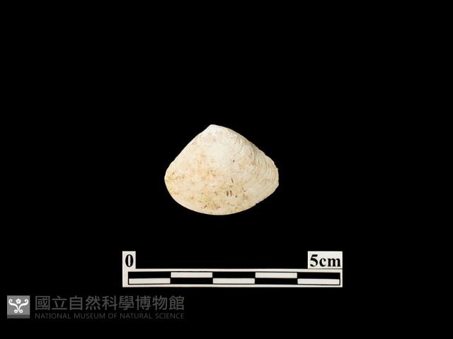 貝殼藏品圖，第1張