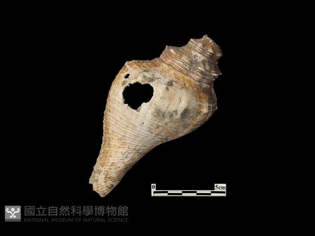 貝殼藏品圖，第1張