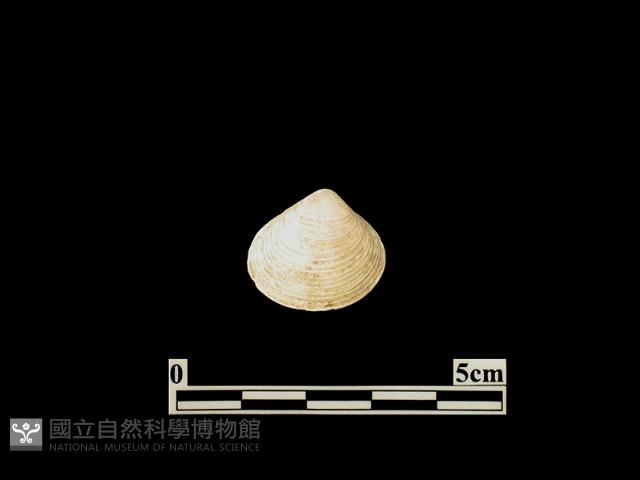 貝殼藏品圖，第2張