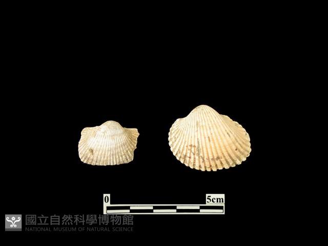 貝殼藏品圖，第2張