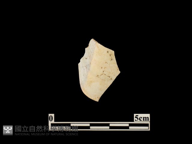 貝殼藏品圖，第1張