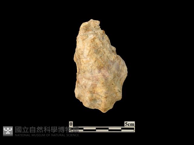 貝殼藏品圖，第1張