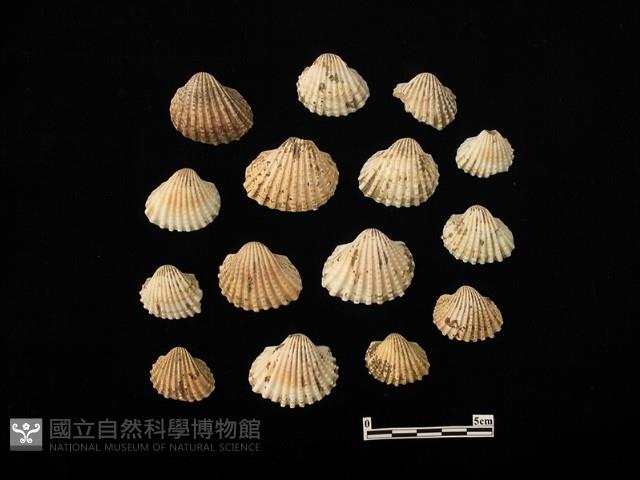 貝殼藏品圖，第2張