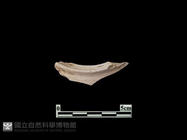 陶片藏品圖，第1張