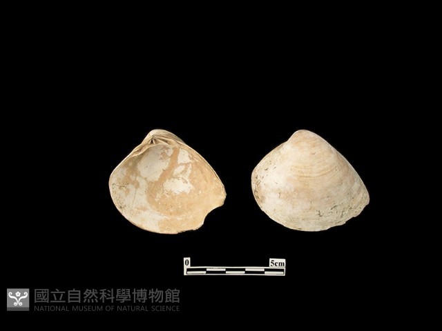 貝殼藏品圖，第1張