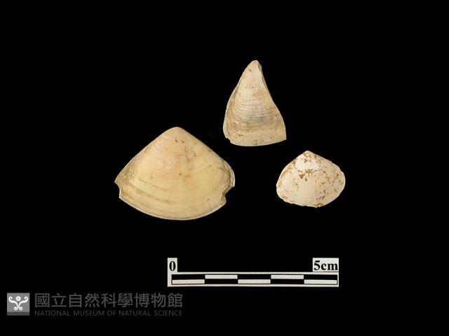 貝殼藏品圖，第2張